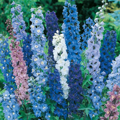 YouGarden Delphinium Mix, 5 x Bare Root Plants, Hardy Perennial Cottage ...