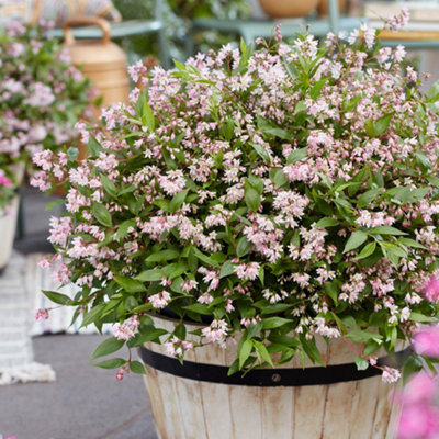 YouGarden Deutzia 'Million Stars Pink Carpet', Established Shrub 19cm Pot, Hardy Flowering Plant Garden Colour