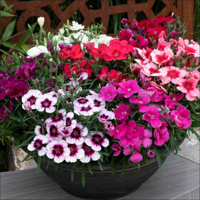 friend plant Plant main image 0