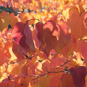 YouGarden Eastern Redbud, Cercis canadensis, Established Plant in 3L Pot, Ready to Plant Tree, For Spring Flowering Garden Display
