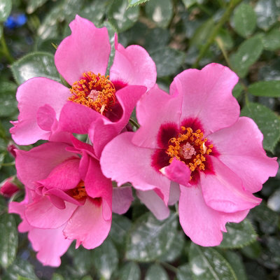 YouGarden Emma's Rose, Established Plant in 3-4L Pot, Ready to Plant Shrub Rose with Light Pink Flowers, Grow in Pots, Beds, or Bo