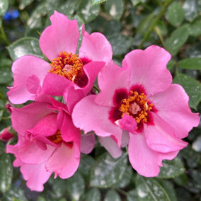 YouGarden Emma's Rose, Established Plant in 3-4L Pot, Ready to Plant Shrub Rose with Light Pink Flowers, Grow in Pots, Beds, or Bo