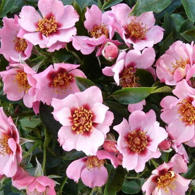 YouGarden Emma's Rose, Established Plant in 3-4L Pot, Ready to Plant ...