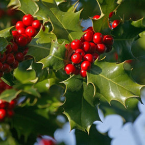 YouGarden English Holly Hedge, Set of 10 Established Plants in 9cm Pots, 20-40cm Tall Plants, Attracts Wildlife, Evergreen Foliage