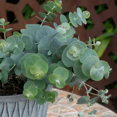 yougarden-eucalyptus-baby-blue-bouquet-compact-silvery-blue-foliage