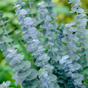 YouGarden Eucalyptus cinerea, Established Plant in 24cm Pot, 60-80cm Tall, Ready to Plant