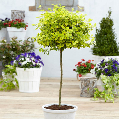 YouGarden Euonymus 'Emerald 'n' Gold' Standard Tree, Established Plant in 18cm Pot, 80-100cm Tall, Ready to Plant, Grow in Patio P