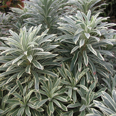 YouGarden Euphorbia 'Silver Edge', Hardy Evergreen Plant, Established Plant in 9cm Pot, Striking Silver-Tipped Foliage