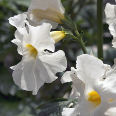 YouGarden Extra Large Hardy Gloxinia, Set of Five Bare Roots, Ready to ...