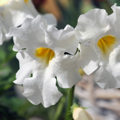 YouGarden Extra Large Hardy Gloxinia, Set of Five Bare Roots, Ready to ...