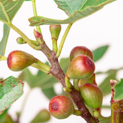 YouGarden Ficus 'Little Miss Figgy', Dwarf Fig Tree, 3 Litre Potted ...