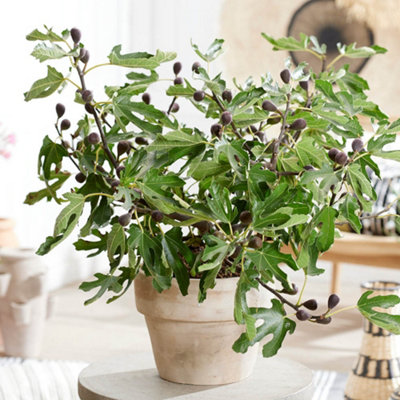 YouGarden Ficus 'Little Miss Figgy', Dwarf Fig Tree, 9cm Potted, Ready ...