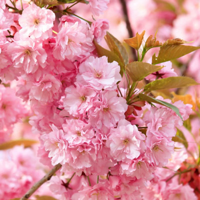 YouGarden Flowering Cherry Tree Prunus 'Kanzan' Bare Root Tree. Supplied as Bare Root Tree 80-100cm Tall. Japanese Cherry Blossom