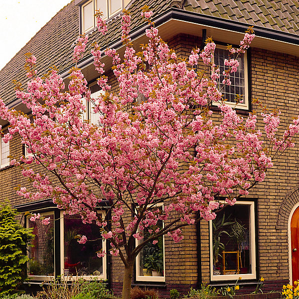 YouGarden Flowering Cherry Tree Prunus 'Kanzan' Bare Root YouGarden Flowering Cherry Tree Prunus 'Kanzan' Bare Root