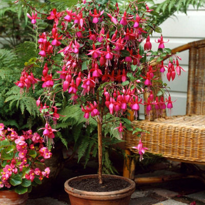 YouGarden Flowering Fuchsia Trees, 2 x 65-80cm Tall, Established Plants ...