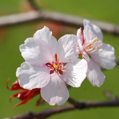 YouGarden Flowering Ornamental Cherry Tree Prunus 'Kojo no