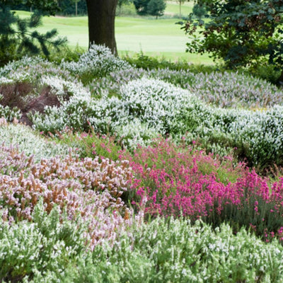 YouGarden Four Seasons Heather Collection, Set of Three Established Heathers in 9cm Pots, Ready to Plant, Evergreen Colour Plants