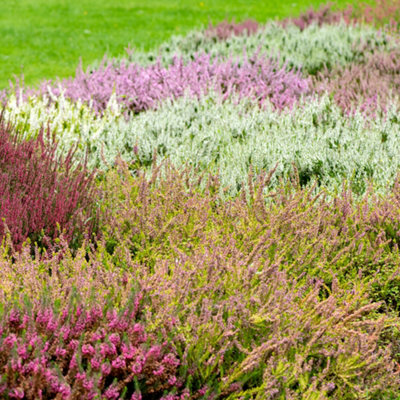 YouGarden Four Seasons Heather Collection, Set of Three Established Heathers in 9cm Pots, Ready to Plant, Evergreen Colour Plants