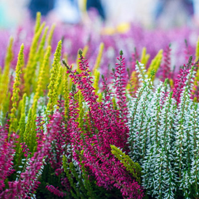 YouGarden Four Seasons Heather Collection, Set of Three Established Heathers in 9cm Pots, Ready to Plant, Evergreen Colour Plants