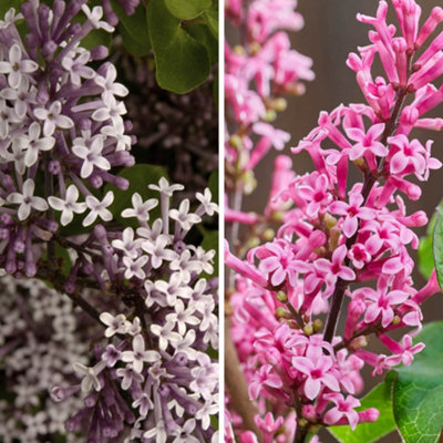YouGarden Fragrant Dwarf Lilac Collection, Set of Two Lilacs in 3L Pots, Ready to Plant, Syringa Lilac 'Little Rosie' and 'Palibin
