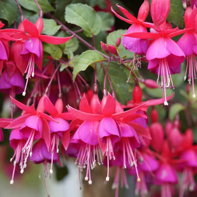 YouGarden Fuchsia Pyramid 60/65cm Tall, Pair of Established Plants in ...