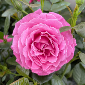 YouGarden Gemma' Rose 3L Potted Rose