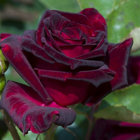 YouGarden Gift Wrapped Rose Black Baccara, 3L Potted Rose, Wrapped in a Hessian Bag, Ready to Plant