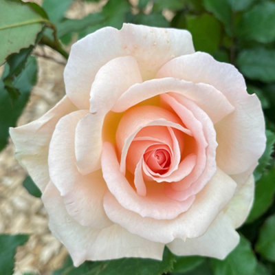 YouGarden Gift Wrapped Rose Chandos Beauty, 3L Potted Rose, Wrapped in a Hessian Bag, Ready to Plant