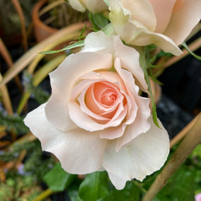 YouGarden Gift Wrapped Rose Chandos Beauty, 3L Potted Rose, Wrapped in a Hessian Bag, Ready to Plant