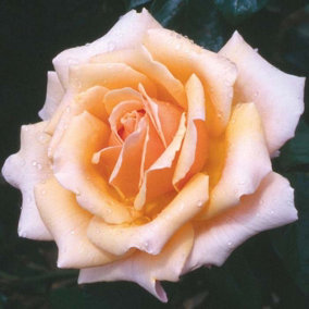 YouGarden Gift Wrapped Rose Fab at 50, 3L Potted Rose, Wrapped in a Hessian Bag, Ready to Plant, Celebrate a 50th Birthday