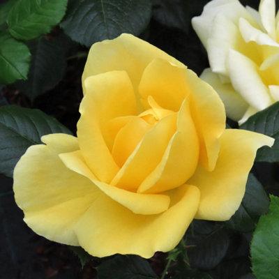 YouGarden Gift Wrapped Rose Golden 50th Wedding Anniversary, 4 Litre ...