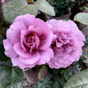 YouGarden Gift Wrapped Rose Sapphire Wedding 45th Anniversary, 3L Potted Rose, Wrapped in a Hessian Bag, Ready to Plant