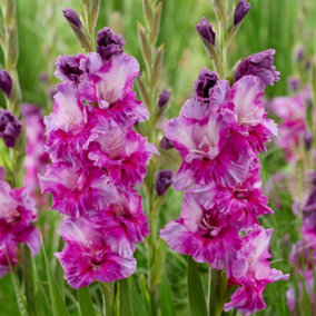 YouGarden Gladioli 'Purple Art', Set of 10 Bulbs, Size 12/14, Ready to Grow On and Plant Out, Summer Flowering Gladioli, For Patio