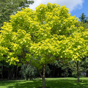 YouGarden Golden Indian Bean Tree, Established Plant in 5L Pot, Catalpa bignonioides Aurea, Ready to Plant
