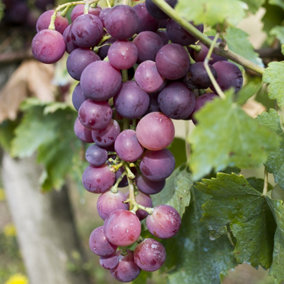 YouGarden Grape Vine in 2 Litre Pot, 60cm Tall Dessert Grape, Grow Your Own Grapes, Garden Ready Established Potted Vines