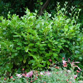 YouGarden Griselinia 'Green Horizon', Established Plant in 2 Litre Pot, Evergreen Shrub, Hardy and Ready to Plant