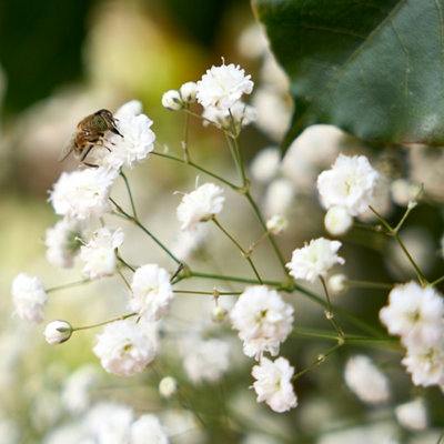 YouGarden Gypsophila paniculata 'Baby's Breath', 10 x Bare Root Plants,  Hardy Perennial Summer Flower Clouds, Great