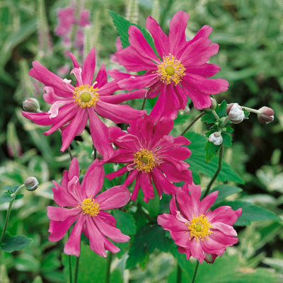 kun anemoneがま口 kun anemoneがま口 Upper Sky Monster Ramune Color