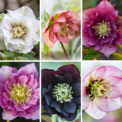 YouGarden Hellebore 'Double Ellen' Collection, Set of Six Established ...
