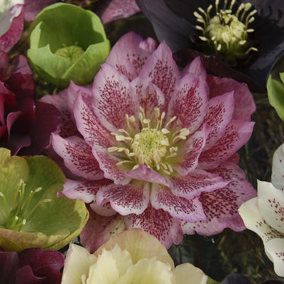 YouGarden Hellebore 'Double Ellen'