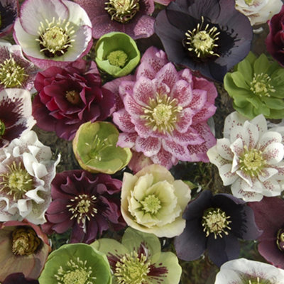 YouGarden Hellebore 'Double Ellen' - 3