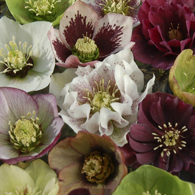 YouGarden Hellebore 'Double Ellen' - 4
