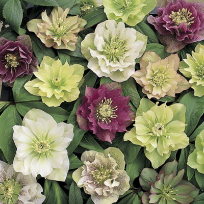 YouGarden Hellebore 'Double Ellen' - 5