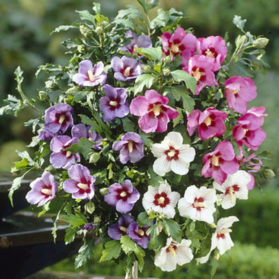 YouGarden Hibiscus Tricolour, Established Standard Tree in 3L Pot, 0.8 ...
