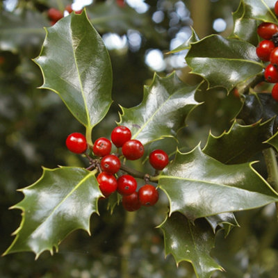 YouGarden Holly Tree Ilex meserveae 'Blue Maid' Mini Standard Potted ...