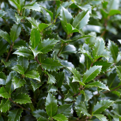 YouGarden Holly Tree Ilex meserveae 'Blue Maid' Mini Standard Potted ...