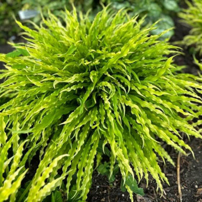 YouGarden Hosta 'Party Streamers', 1 x 12cm Pot, Hardy Perennial, Great ...