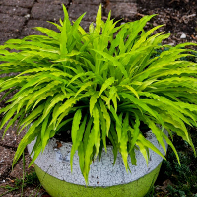 YouGarden Hosta 'Party Streamers', 1 x 12cm Pot, Hardy Perennial, Great ...