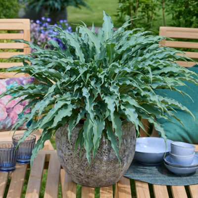 YouGarden Hosta 'Silly String', 1 x 12cm Potted Plant, RHS Chelsea ...
