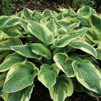 YouGarden Hosta 'Wide Brim', 9cm Potted Plant, Variegated Foliage and Summer Blooms, Shade-Loving Perennial Ready to Plant